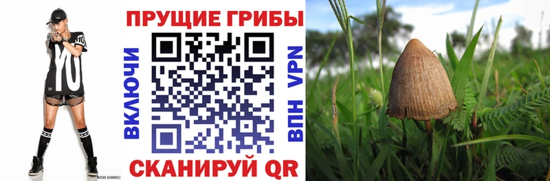 сайты даркнета клад  Кубинка  Галлюциногенные грибы мицелий 
